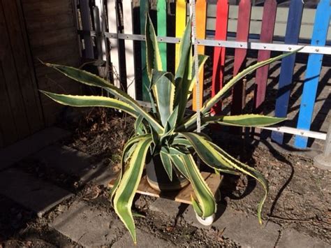 Agave Zweifarbig Balkonpflanze Kaufen Auf Ricardo