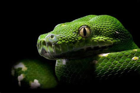 Colorful Snakes: A Must See Collection of Colorful Snakes ~ Shah's Digest