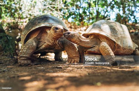 Beberapa Kurakura Raksasa Aldabra Spesies Endemik Salah Satu Kurakura