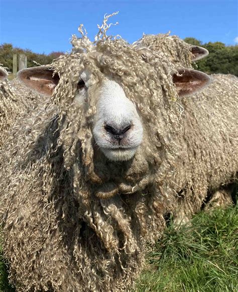 » The Breed | Lincoln Longwool Sheep Breeders Association | Lincolnshire