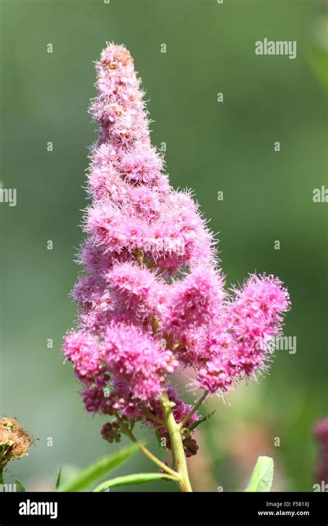 Cone-shaped flowers of a pink flowering shrub Stock Photo - Alamy