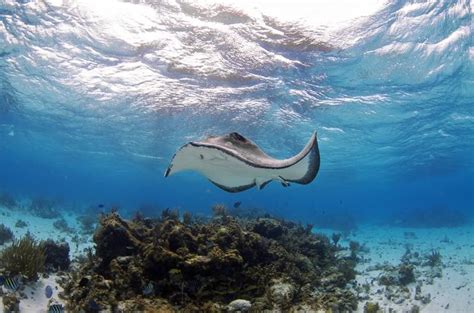 Stingray Encounter And Beach Day From Nassau 2019