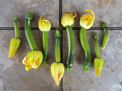 How To Grow Zucchini Summer Squash Planting Pests Pollination