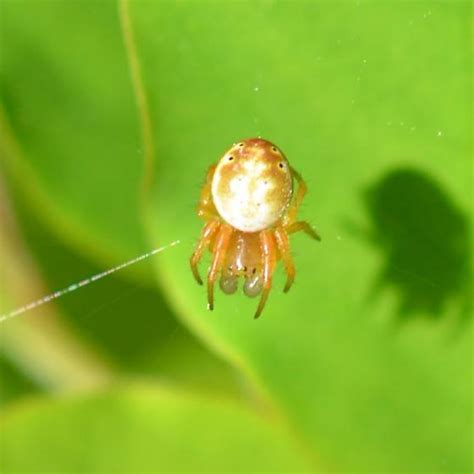 Six Spotted Orbweaver Araniella Displicata Bugguide Net