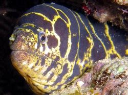 Moray Eel - Family, Feeding, Fighting - Great Barrier Reef - Moray Eel