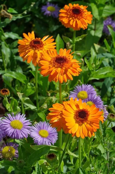 10 Best Pollinator Plants for Your Garden