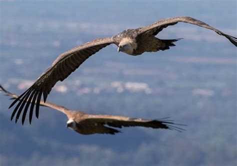 Ini Burung Yang Terbang Paling Tinggi Di Angkasa Bisa Sampai Belasan