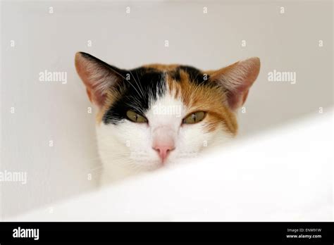 A Calico Cat With Green Eyes Is Staring Against A White Background