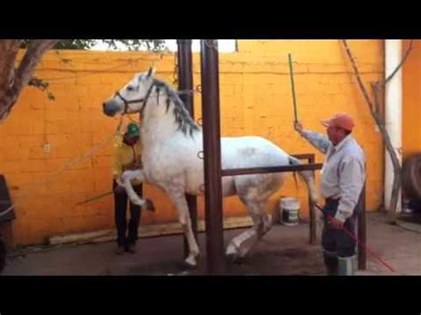 Caballo Bailador Español - YouTube