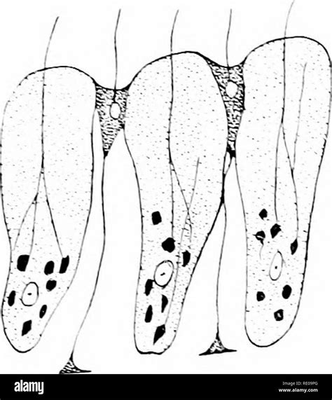 Amphioxus And The Ancestry Of The Vertebrates Amphioxus Sea Squirts