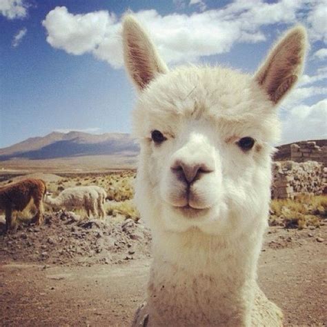 An Alpaca Looks At The Camera While Standing In Front Of Other Animals