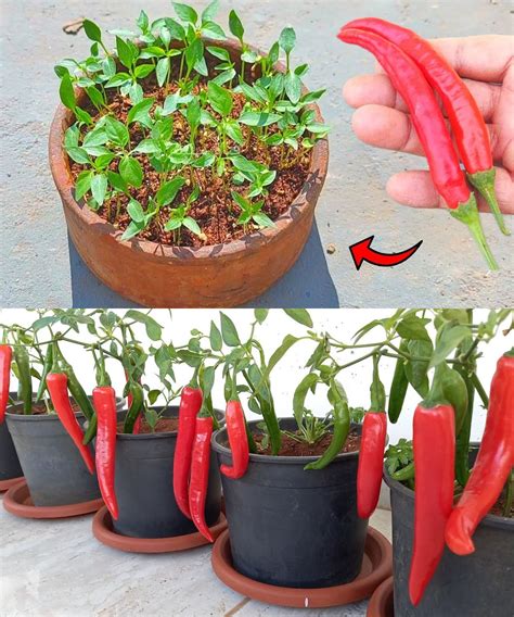 How To Grow Chili Peppers At Home To Have An Endless Supply 10 Garden