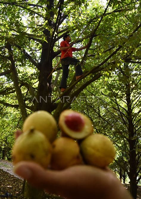 PANEN BUAH PALA UNTUK EKSPOR ANTARA Foto