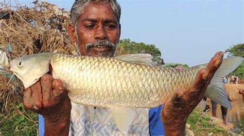 Monster Rohu Fish Catla Fish Catching In River YouTube