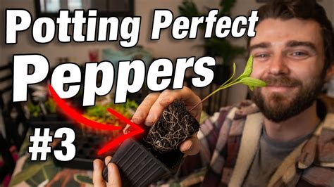 Master Growing Chilli Peppers With These Methods Pot Size Potting