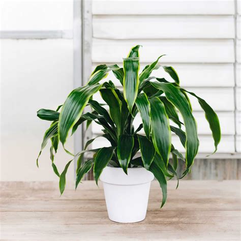 Carmen Plant Large Dracaena Carmen In Houston, TX | Petal And Plants