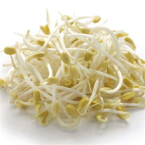 Mung Bean (Monggo) Sprout / Togue – 4R FRESH AND FROZEN