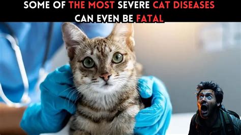 🐈the 6 Most Dangerous Cat Diseases Do You Know All Of Them Youtube