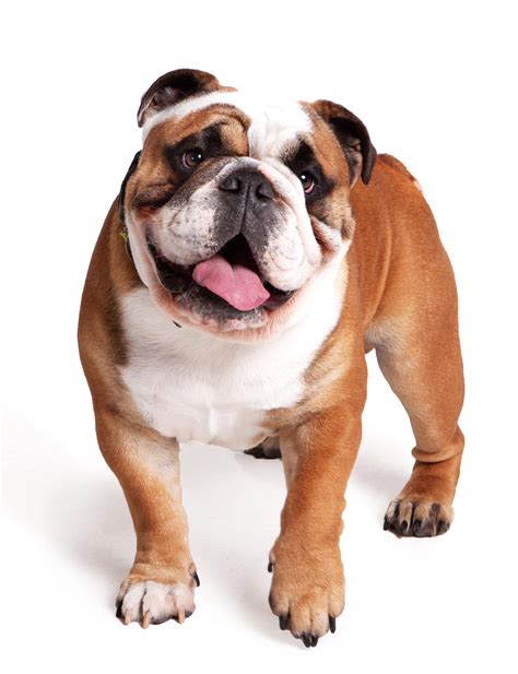 Are English Bulldogs Deformed