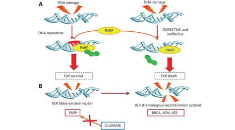 Mechanism Of Action Of Parp Poly Adp Ribose Polymerase Single Strand