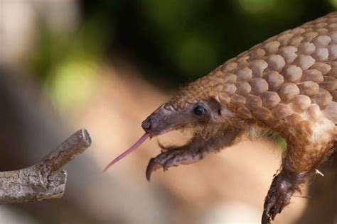 25 Scary Looking Animals That Are Actually Completely Harmless