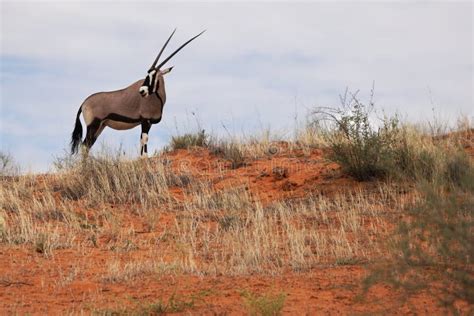 The Gemsbok Or Gemsbuck Oryx Gazella Standing On The Red Sand Dune With