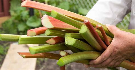 When and How to Harvest Rhubarb | Gardener’s Path