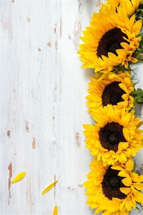 Pin By Aruni Blu On WALLPAPERS PHONE BLU Sunflower Wallpaper Flower