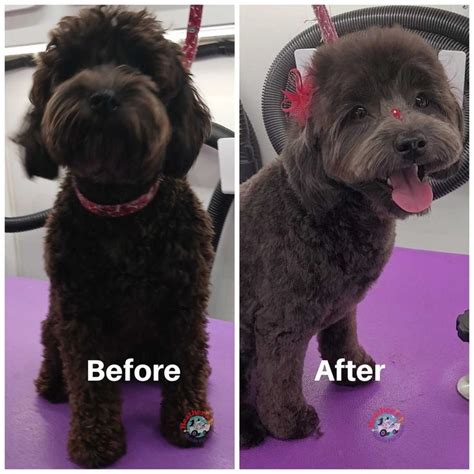 before and after photos of a dog grooming