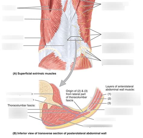 Superficial Extrinsic Muscles Of Back Thoracolumbar Fascia Diagram