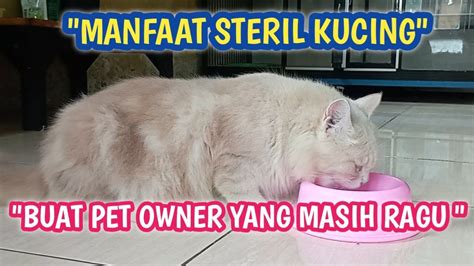 Perubahan Positif Setelah Kucing Di Steril Dikebiri Youtube