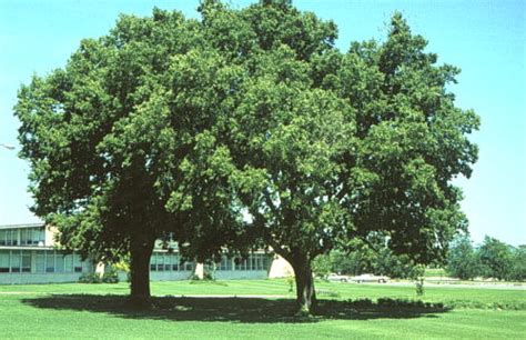 Production Of Common Hackberry