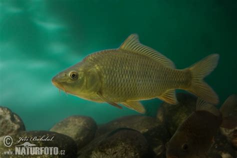 Cyprinus Carpio Pictures Carp Images Nature Wildlife Photos Naturephoto