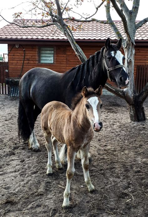 Sprzedam Tinker Gypsy Cob Chory Olx Pl