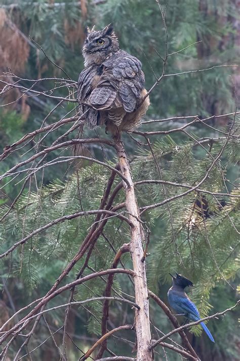 Tattle Tale Photograph By Randy Robbins Fine Art America
