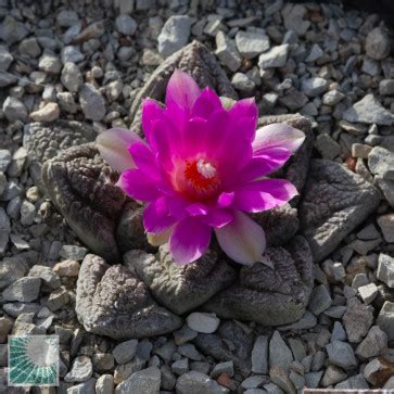 Ariocarpus Fissuratus Var Intermedius Sb Esemplare Cod In