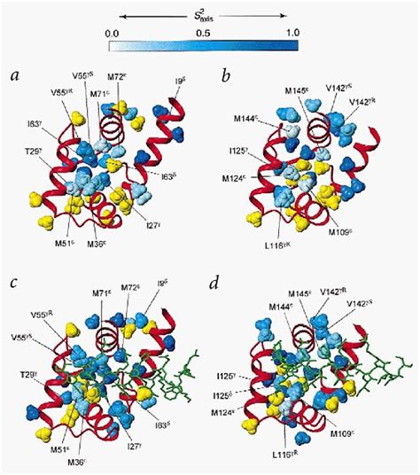 Color Coded Representation Of The Side Chain Dynamics Of Download Scientific Diagram