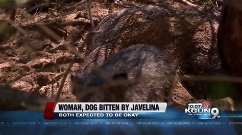 Javelina Bites Hospitalizes Oro Valley Woman Youtube