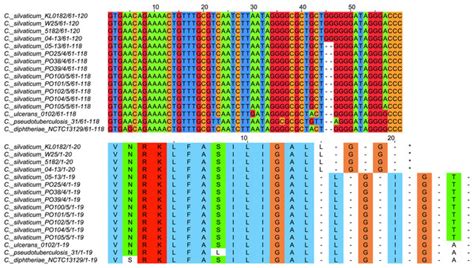 Analysis Of Corynebacterium Silvaticum Genomes From Portugal Reveals A