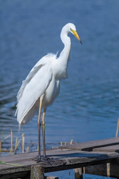 Premium Photo Great Egret Ardea Alba A Bird Stands On A Fishing