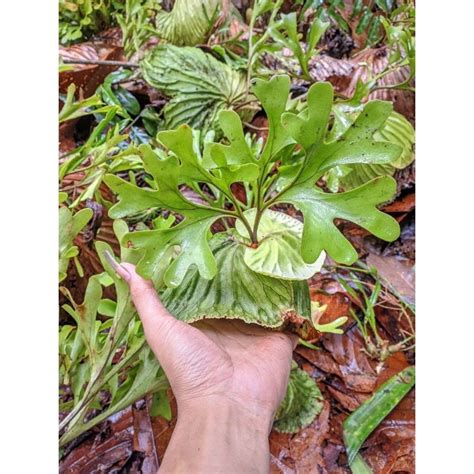 Jual Platycerium Redleyi Ridleyi Tanduk Rusa Simbar Menjangan