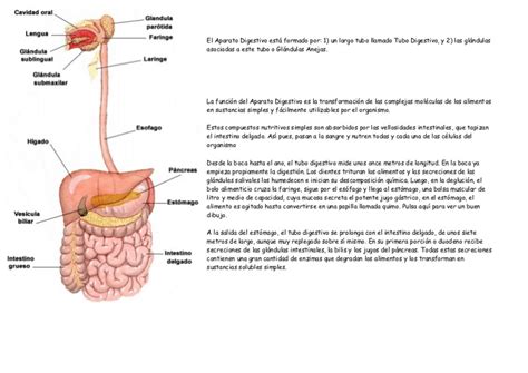 Esquemas Del Aparato Digestivo