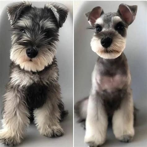 how to cut miniature schnauzer hair