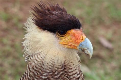 13 Animales AutÓctonos De Uruguay Lista Y Fotos