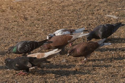 The Ultimate Guide To Pigeon Farming Ne Pigeon Supplies