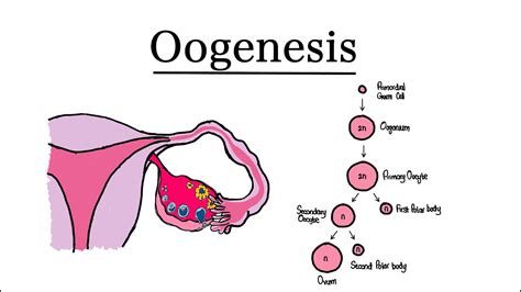 Oogenesis | MCAT Biology - YouTube