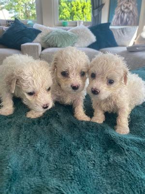 Bichon Frise Dogs and Puppies For Sale in the UK