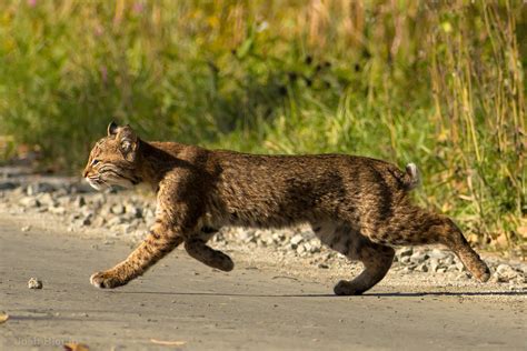 Vermont Wildlife — Josh Blouin Photography