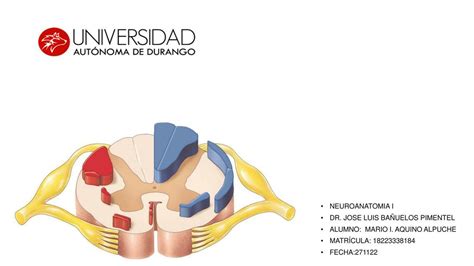 Res Menes De Im Genes De M Dula Descarga Apuntes De Im Genes De M Dula