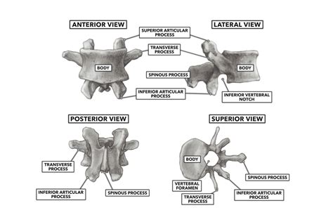 Anatomy Of The Vertebral Body